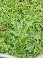 Eryngium foetidum