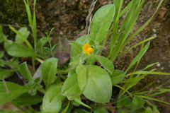 Scorpiurus muricatus