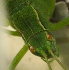 Barbitistes serricauda