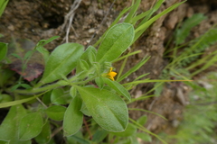 Scorpiurus muricatus