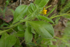 Scorpiurus muricatus