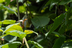 Apalis personata