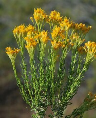 Ericameria cooperi cooperi