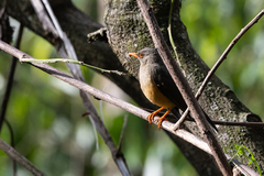 Turdus abyssinicus
