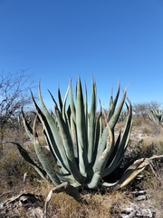 Agave salmiana