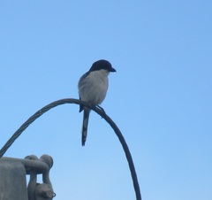 Lanius collaris collaris