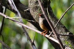 Turdus abyssinicus