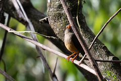 Turdus abyssinicus