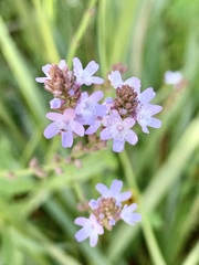 Verbena carolina