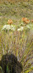 Dilatris viscosa
