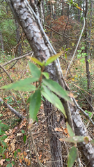 Gelsemium sempervirens