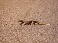 Varanus panoptes panoptes