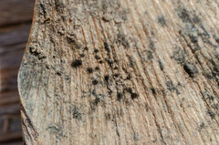 Bartheletia paradoxa