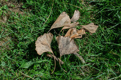 Bartheletia paradoxa