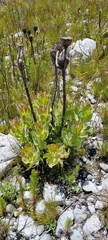 Protea