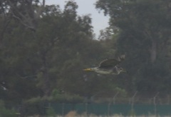 Nycticorax nycticorax nycticorax