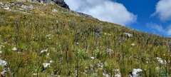 Protea