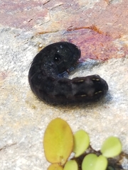 Spodoptera latifascia
