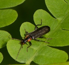 Cantharinae