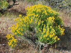 Ericameria cooperi cooperi