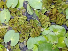 Salvinia