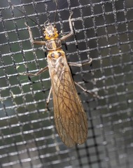 Perlodidae