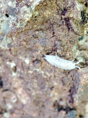 Trichoniscus pygmaeus