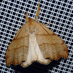 Falcaria lacertinaria