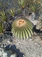 Echinocactus platyacanthus