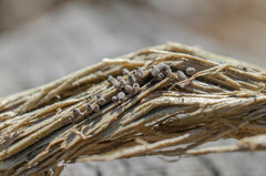 Arcyria cinerea
