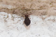 Dicyrtomidae