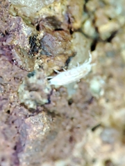 Trichoniscus pygmaeus