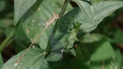 Lestes viridulus