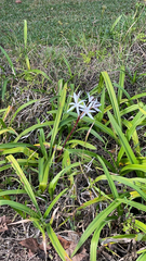 Crinum americanum