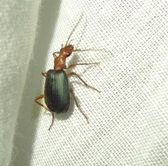 Brachinus