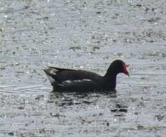 Gallinula chloropus meridionalis