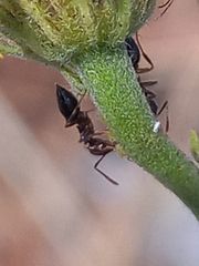 Crematogaster rothneyi