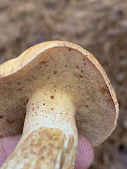 Suillus hirtellus
