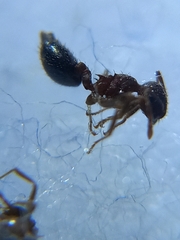 Crematogaster rothneyi