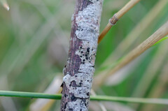 Trimmatostroma salicis