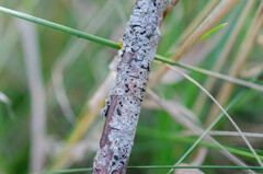 Trimmatostroma salicis