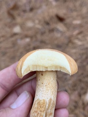 Suillus hirtellus