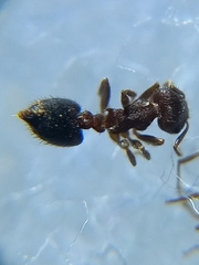 Crematogaster rothneyi