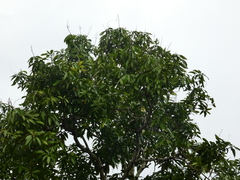Mangifera
