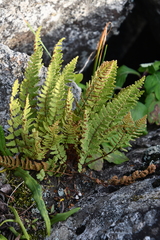 Woodsia subcordata