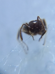 Crematogaster rothneyi