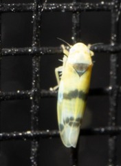 Empoa gillettei