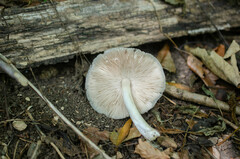 Pluteus salicinus