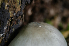 Pluteus salicinus
