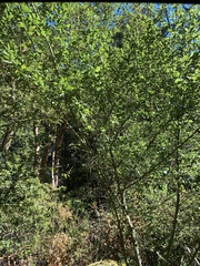 Ceanothus thyrsiflorus thyrsiflorus